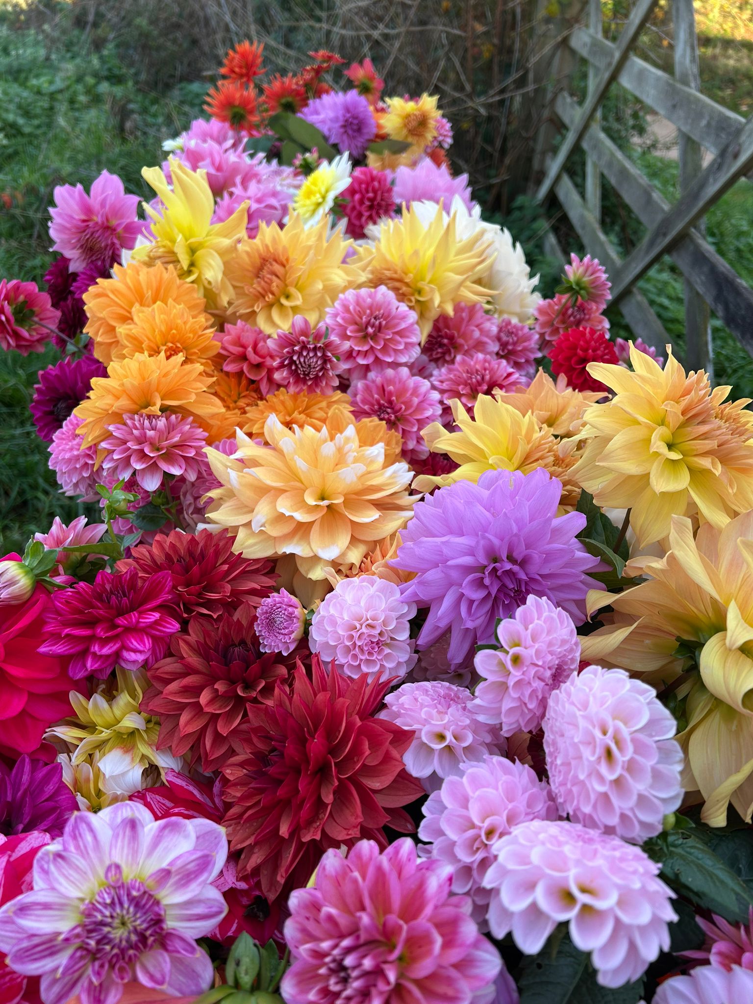 Dahlias in the field