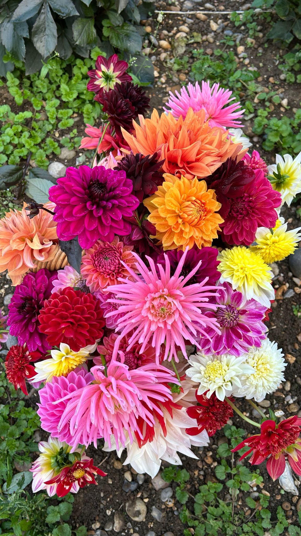 Dahlias in the field