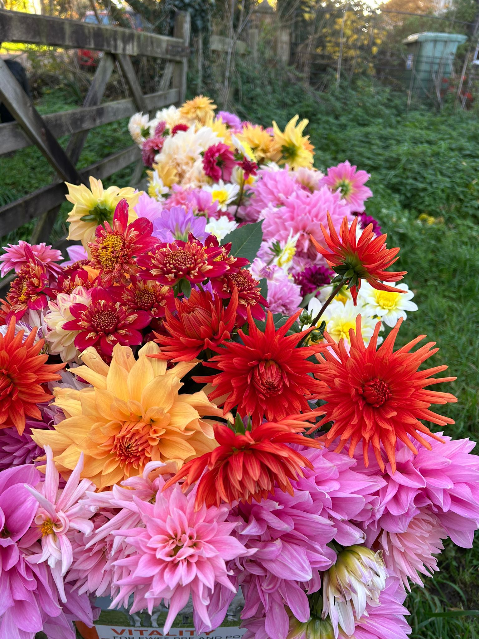 Dahlias in the field