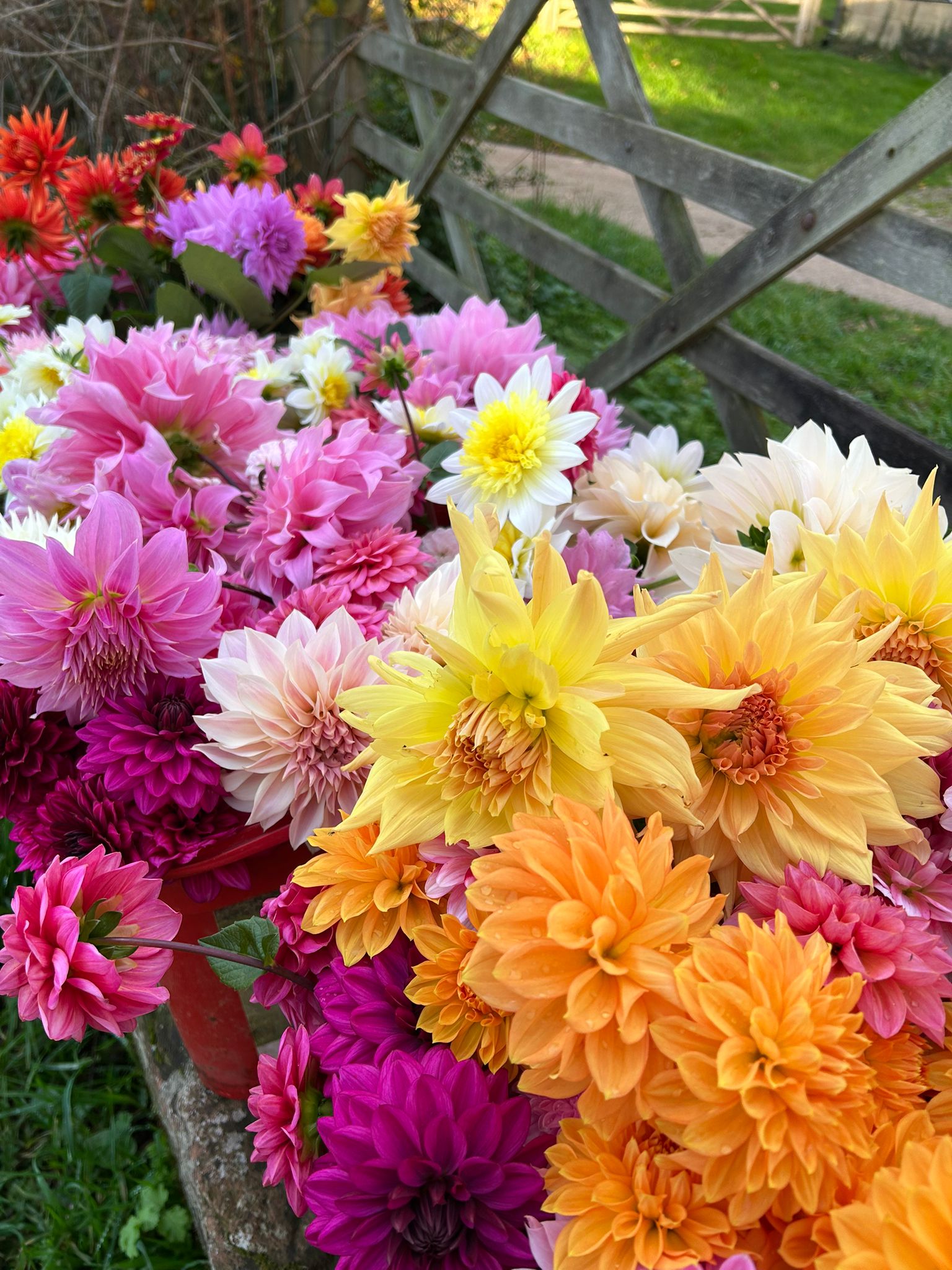 Dahlias in the field