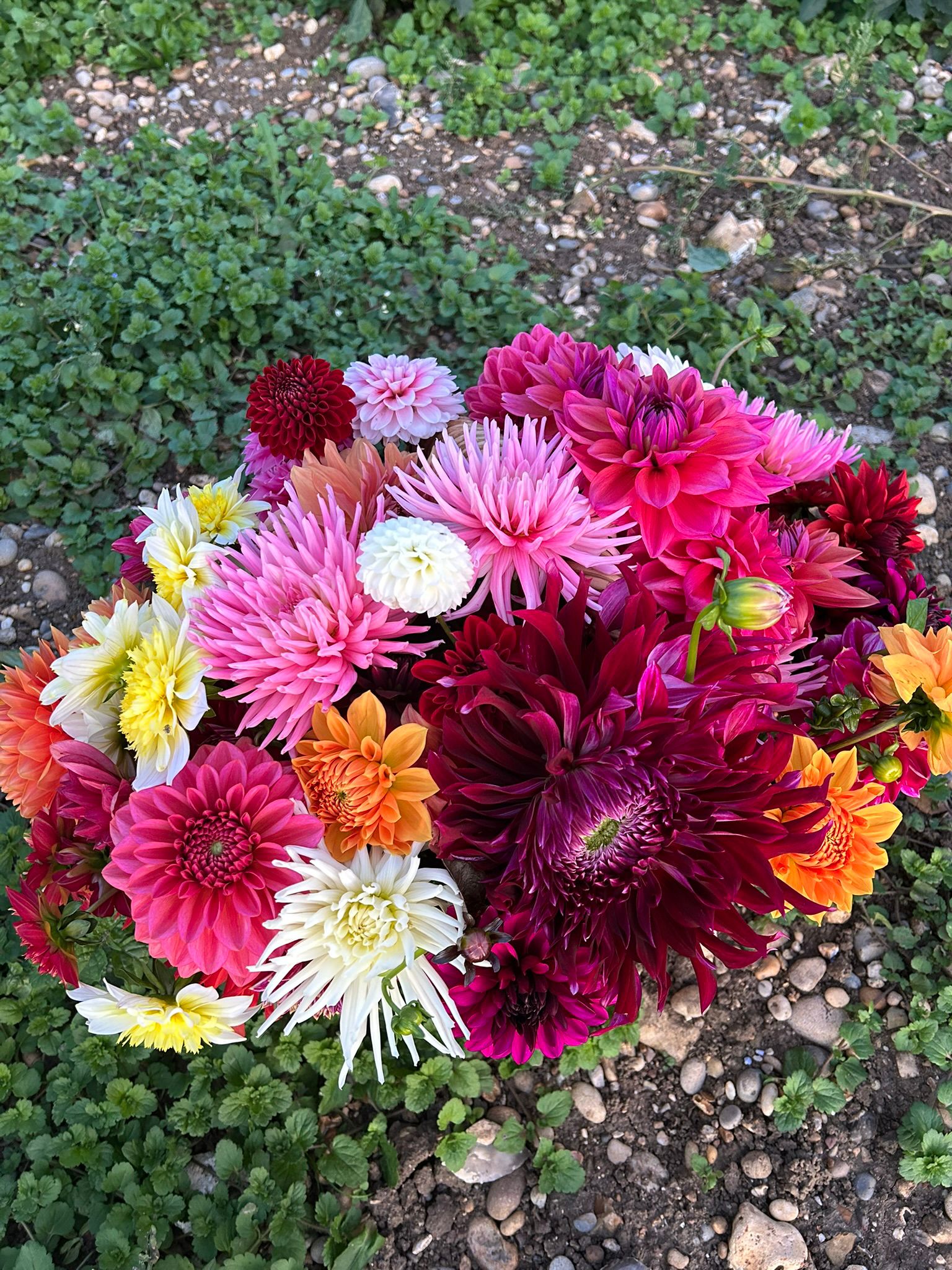 Dahlias in the field