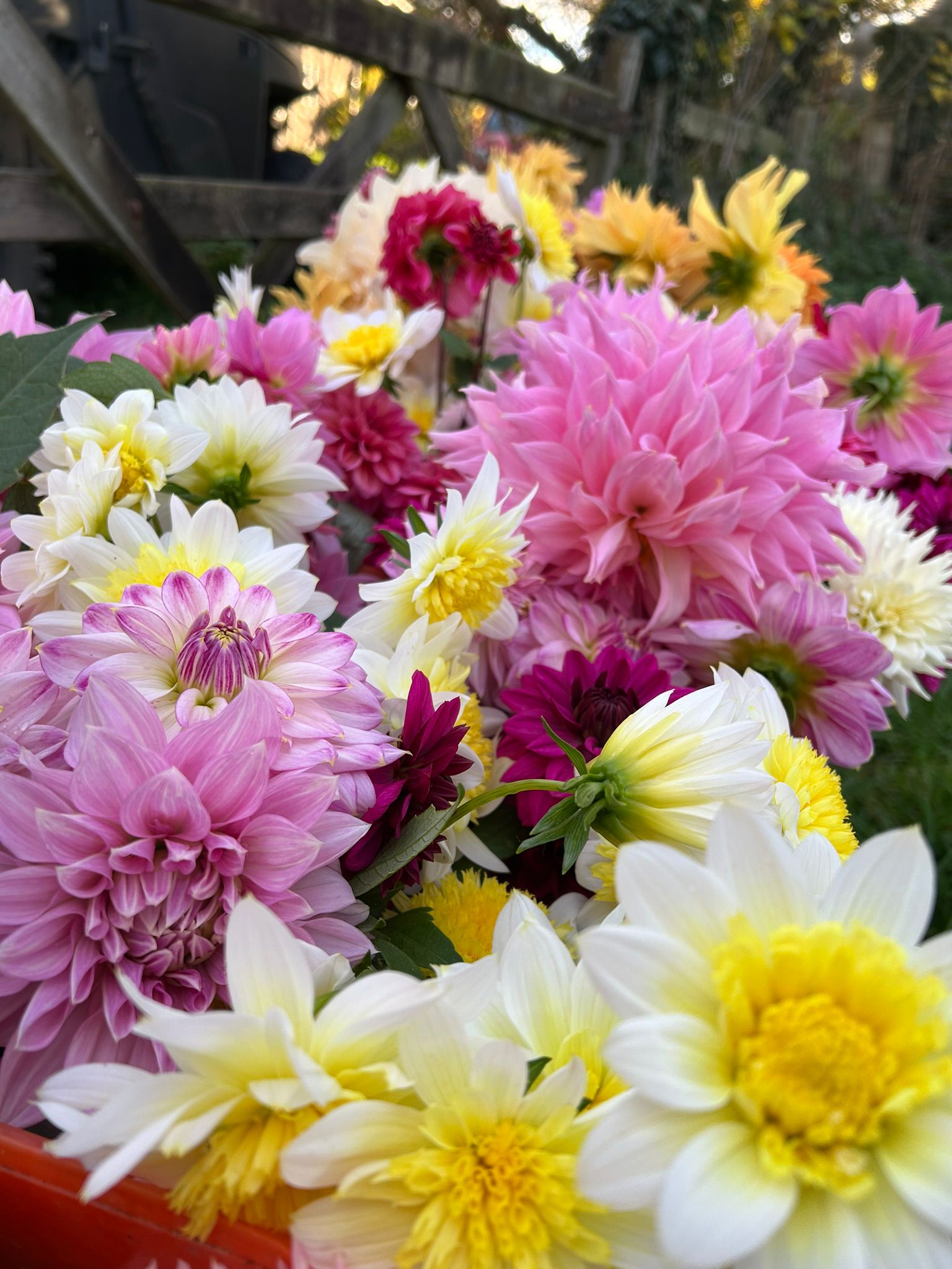 Westwick Hall flower field