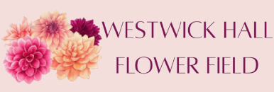 Westwick Hall Flower Field